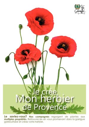 A la découverte des plantes de nos garrigues