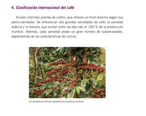 Clasificación del Café