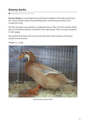 Saxony Ducks