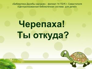 Черепаха! Ты откуда