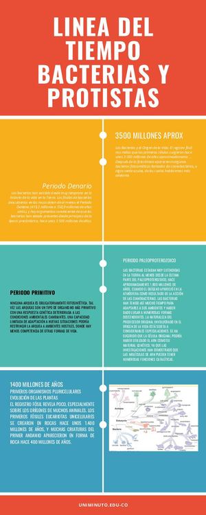 Infografía De Línea De Tiempo Profesional Colorida