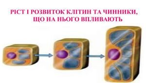 Чинники, що впливають на ріст і розвиток людини