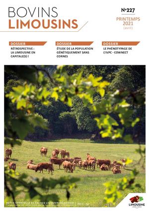 Bovins Limousins 227 / Extrait