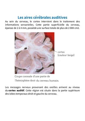 Les Aires Cérébrales