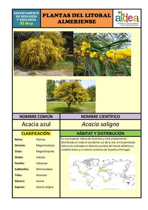 Acacia Azul