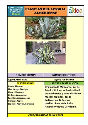 Ágave Americana