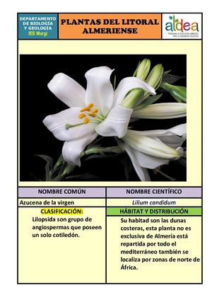 Azucena De La Virgen