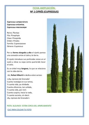 01 Ciprés Ampliación
