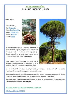 04 Pino Piñonero Ampliación
