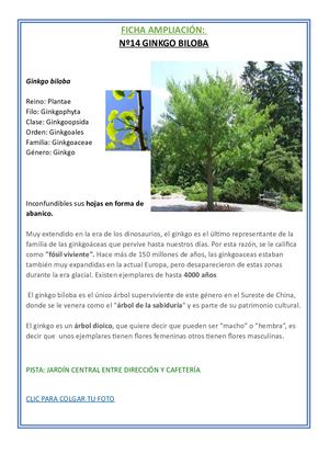 14 Ginkgo Biloba Ampliacion