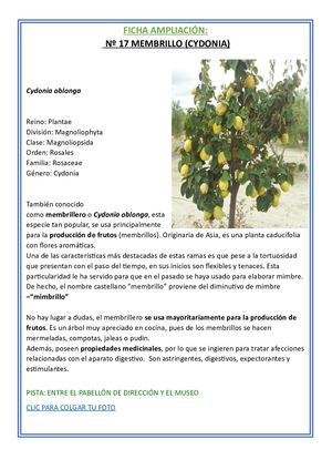 17 Membrillo Ampliacion