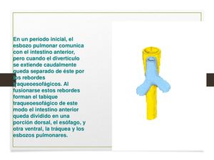 Desarrollo Embrionario Sistema Respiratorio