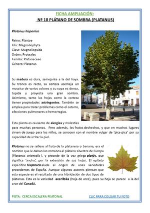 18 Platano Ampliacion