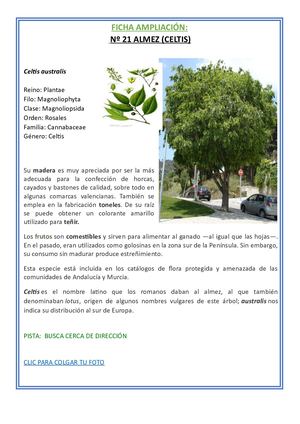 21 Almez Ampliación