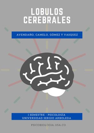 Lobulos Cerebrales (1)