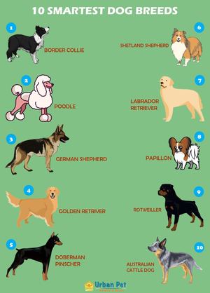 10 Smartest Dog Breed