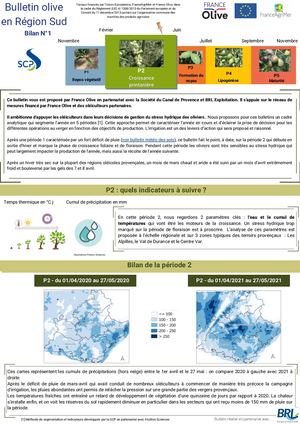 Bulletin Olive en Région Sud n°1
