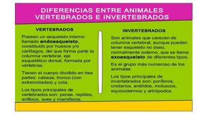 Clasificacion De Los Animales