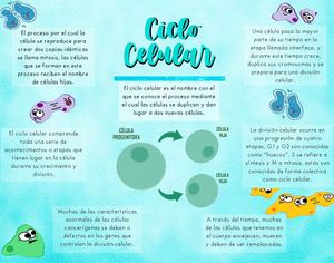 Bio Proyecto Ciclo Celular
