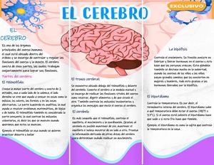 Folleto Desarrollo Cognitivo