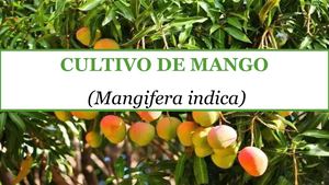 Cultivo De Mango