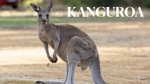 Kanguroak Ane