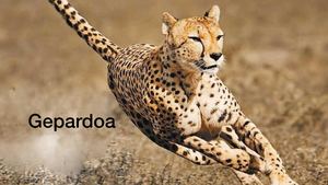 Gepardoa Egoitz