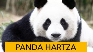 Panda Hartza Anes