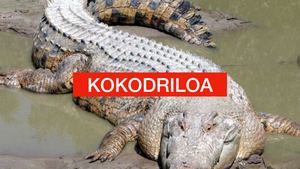 Kokodriloa Oier