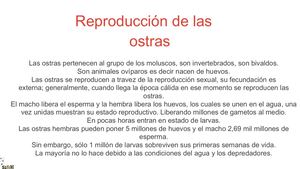 Reproducción de las ostras