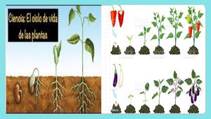 Ciclo Biologico Botanica
