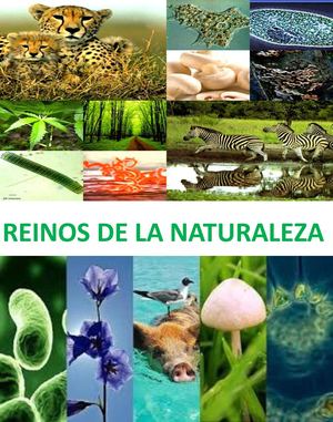 Reinos De La Naturaleza Revista Digital Rodrigo Paz