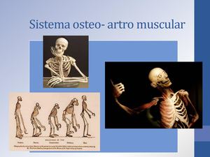 Sistema Osteo Artro Muscular