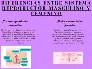 Diferencias Entre Sistema Reproductor Masculino Y Femenino