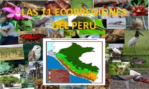 Las 11 Ecorregiones Del Perú, Tarea