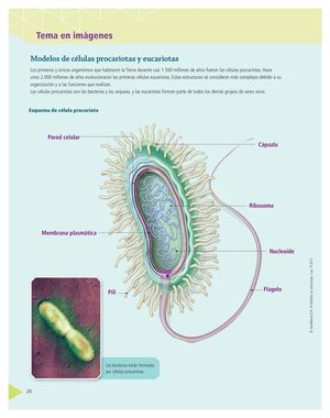 Modelo Celulas Procariotas Y Eucariotas