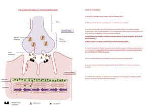 Tspé Th 3a1 Act5 Schema Synapse Neurom Corrige