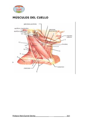Músculos Del Cuello 1 (1)