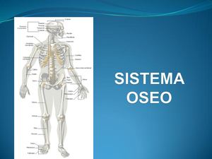 Sistema Oseo Tercero Eso
