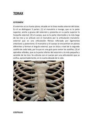 ESTRUCTURAS DEL TÓRAX