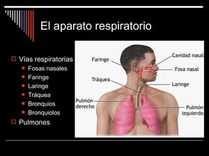 Aparato Respiratorio (1)