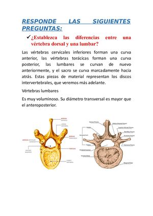 Gia 1establezca Las Diferencias Entre Una Vértebra Dorsal Y Una Lumbar