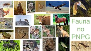 5B Fauna do PNPG