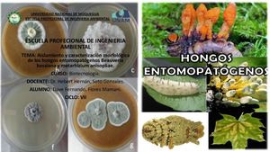 Mapa Aislamiento Y Caracterización Morfológica De Los Hongos Entomopatógenos Beauveria Bassiana Y Metarhizium Anisopliae