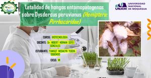 MAPA CONCEPTUAL- Letalidad de hongos entomopatógenos sobre Dysdercus peruvianus (Hemiptera:Pirrhocoridae)