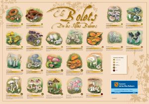 bolets illes balears