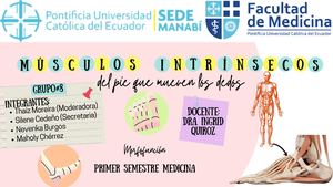Músculos Intrínsecos Del Pie Que Mueven Los Dedos