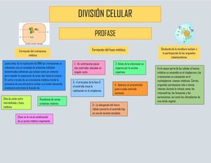 Division Celular