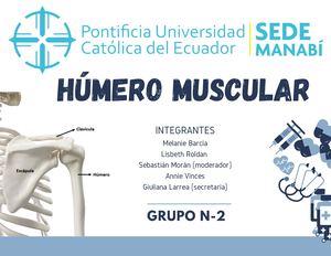 Húmero Muscular