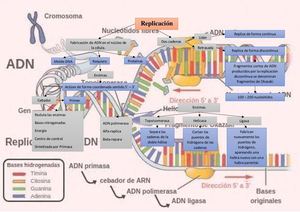 Organiador Grafico Replicacion del ADN